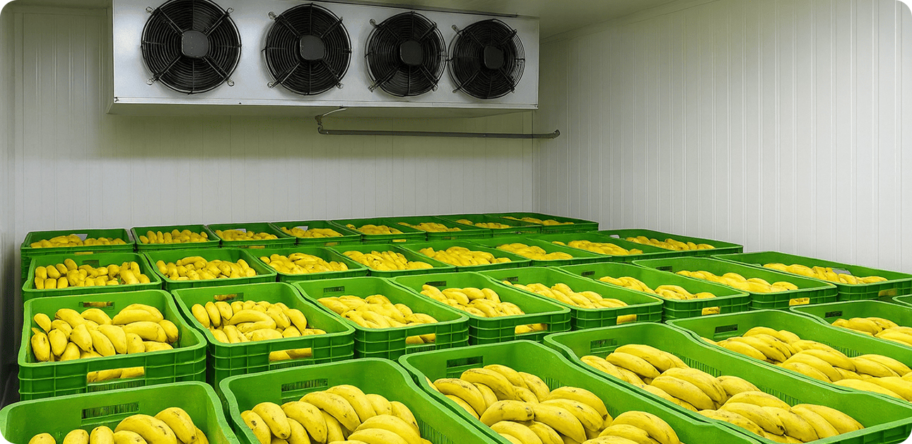 Banana ripening cold room